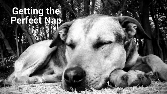 Getting the Perfect Nap
